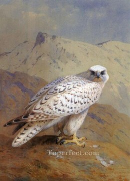  paja Lienzo - Un pájaro Archibald Thorburn de Groenlandia o Gyr Falcon